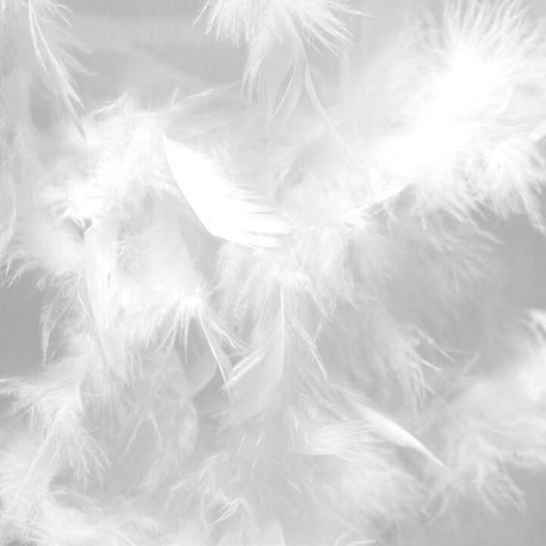 Plumes neuves de canard